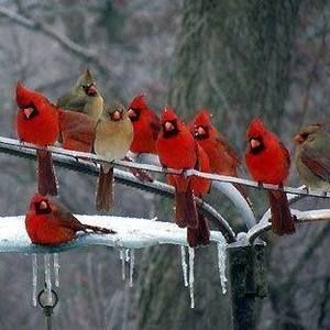 Meet your Posher, Cheryl